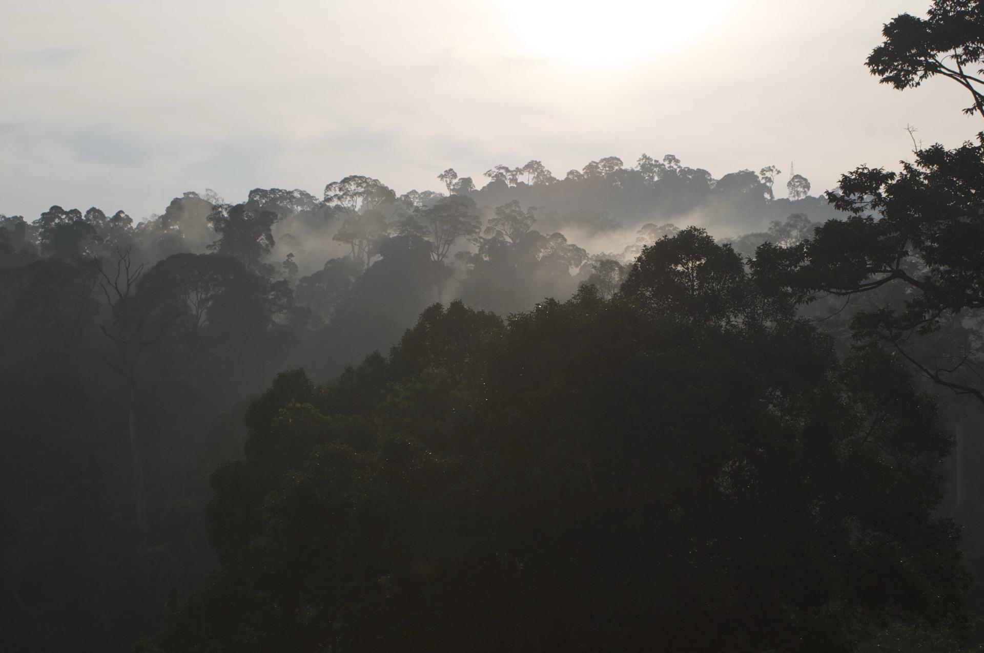 Rainforest canopy in Borneo where the belian.earth team conducts field research