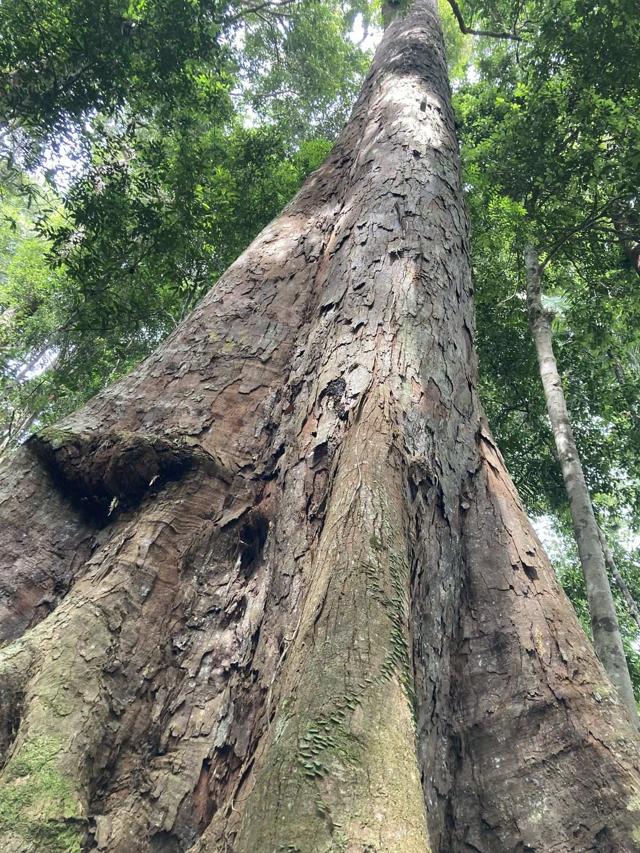Looking up at a tropical forest giant in Borneo. The long-term carbon stewardship at the heart of the Nature-Based Solutions permanence debate.