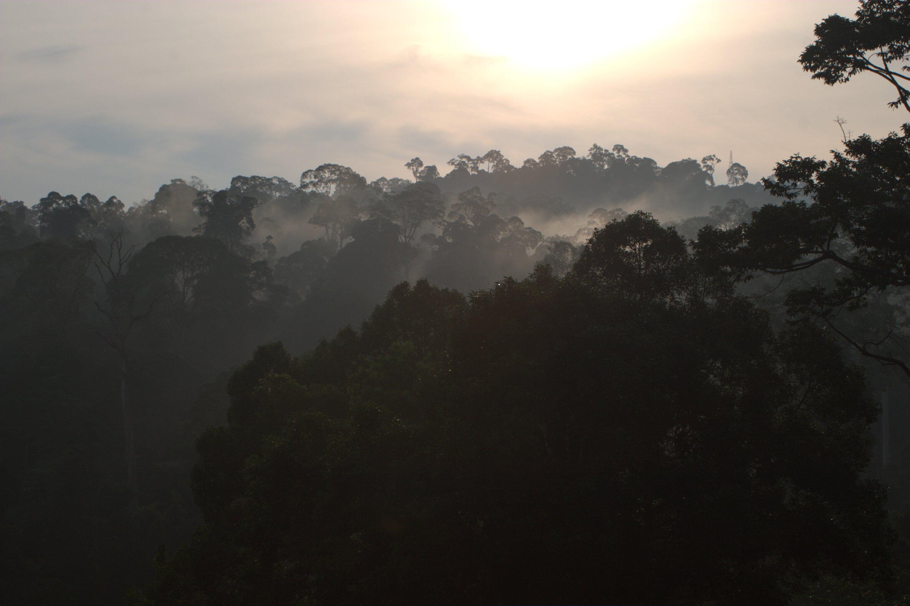 Tropical forest canopy. Permanence, the ICVCM Permanence Trust, and long-term durability in Nature-Based Solutions.