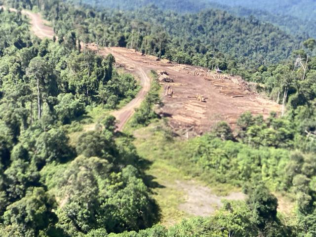 Tropical forest canopy in a carbon baseline project area